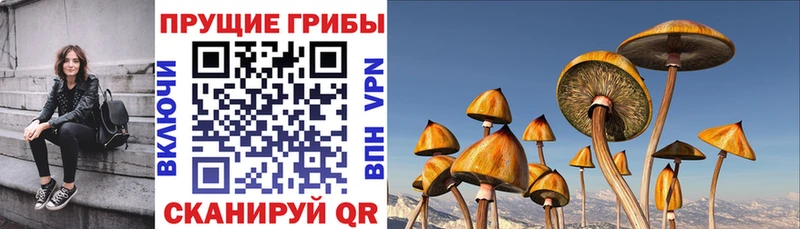 Псилоцибиновые грибы прущие грибы  Купить где  Новоржев 